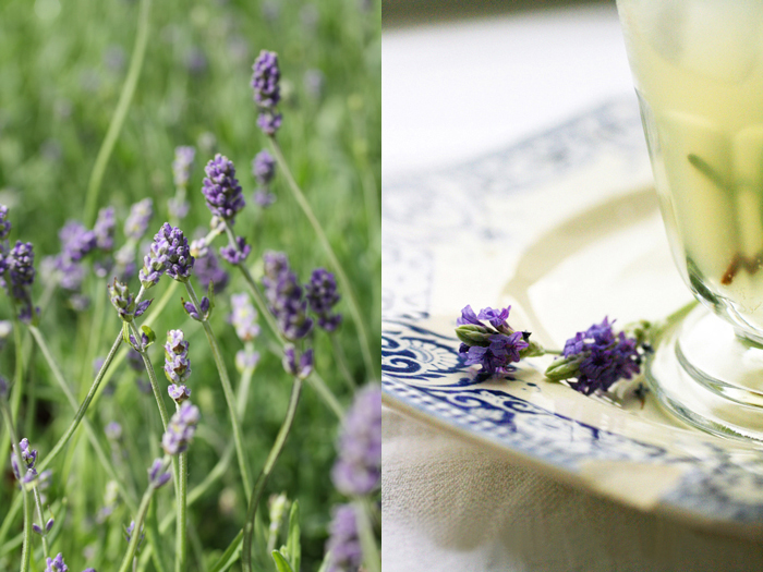 Limonata al miele, lavanda e rosmarino