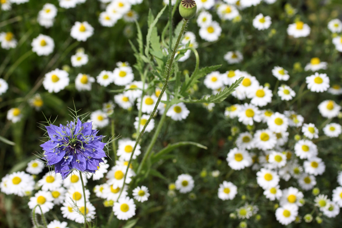 Scabiosa e pratoline